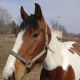 American Paint Horse Horses for sale in Union, SC 29379, USA. price: NA