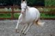 American Paint Horse Horses for sale in Austin, TX, USA. price: NA