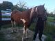 American Paint Horse Horses for sale in Chicago, IL, USA. price: NA