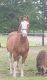 American Paint Horse Horses for sale in Auburn, IN 46706, USA. price: NA
