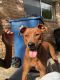 American Pit Bull Terrier Puppies for sale in Humble, TX 77338, USA. price: NA