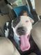American Pit Bull Terrier Puppies for sale in Albuquerque, NM, USA. price: $100