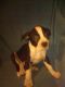 American Pit Bull Terrier Puppies for sale in Quinlan, TX 75474, USA. price: $300