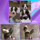 American Pit Bull Terrier Puppies for sale in Omaha, NE 68106, USA. price: $1,000