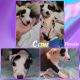 American Pit Bull Terrier Puppies for sale in Omaha, NE 68106, USA. price: $1,000