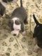 American Pit Bull Terrier Puppies for sale in Spencer, MA, USA. price: NA