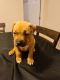 Pitbull Puppies for sale (Tampa, FL)