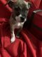 American Pit Bull Terrier Puppies for sale in Mesquite, TX, USA. price: NA
