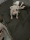 American Pit Bull Terrier Puppies for sale in Fall River, MA 02723, USA. price: NA