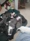 American Pit Bull Terrier Puppies for sale in Omaha, NE, USA. price: $400