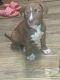 American Pit Bull Terrier Puppies for sale in Wilmington, DE 19892, USA. price: $600