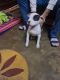 American Pit Bull Terrier Puppies for sale in Narela, New Delhi, India. price: 14000 INR