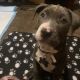 American Pit Bull Terrier Puppies for sale in American Fork, UT 84003, USA. price: $1,000
