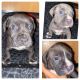 American Pit Bull Terrier Puppies for sale in Lewes, DE 19958, USA. price: $350