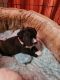 American Pit Bull Terrier Puppies for sale in Woonsocket, RI 02895, USA. price: $500