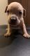 American Pit Bull Terrier Puppies for sale in Canton, OH 44705, USA. price: $400
