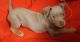 American Pit Bull Terrier Puppies for sale in Hyde Park, Boston, MA, USA. price: NA