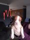American Pit Bull Terrier Puppies for sale in Marion, MI 49665, USA. price: $300