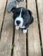 American Pit Bull Terrier Puppies for sale in Fort Worth, TX, USA. price: NA