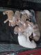 American Pit Bull Terrier Puppies for sale in Brighton, CO, USA. price: NA