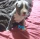 American Blue nose pitbull puppies