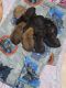 American Pitbull Terrier Puppies For Sale