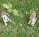 American Pit Bull Terrier Puppies for sale in Fort Worth, TX, USA. price: NA