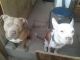American Pit Bull Terrier Puppies for sale in 108 Columbia Dr SE, Albuquerque, NM 87106, USA. price: $500