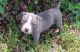 Purple ribbon Blue Nose American Pitt Bull Terriers
