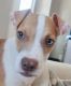 American Pit Bull Terrier Puppies for sale in Bedford, TX 76021, USA. price: NA