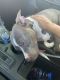 American Pit Bull Terrier Puppies for sale in 8065 W Herbert Ave, Milwaukee, WI 53218, USA. price: NA