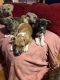 American Pit Bull Terrier Puppies for sale in Whitman, MA 02382, USA. price: NA
