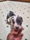 American Pit Bull Terrier Puppies for sale in Evans, CO 80634, USA. price: NA
