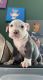 American Pit Bull Terrier Puppies for sale in Haverhill, MA 01830, USA. price: NA