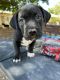 American Pit Bull Terrier Puppies for sale in 3530 San Pedro Dr NE, Albuquerque, NM 87110, USA. price: $300