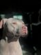 American Pit Bull Terrier Puppies for sale in Euless, TX, USA. price: NA