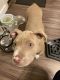American Pit Bull Terrier Puppies for sale in Aurora, CO 80013, USA. price: NA