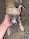 American Pit Bull Terrier Puppies for sale in Belton, TX, USA. price: NA