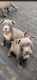 American Pit Bull Terrier Puppies for sale in Houston, TX, USA. price: NA
