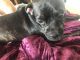 American Pit Bull Terrier Puppies for sale in New Orleans East Area, New Orleans, LA, USA. price: $600