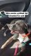 American Pit Bull Terrier Puppies for sale in Cypress, TX, USA. price: NA