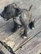 American Pit Bull Terrier Puppies for sale in Mesquite, TX, USA. price: NA