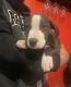 American Pit Bull Terrier Puppies for sale in National City, CA, USA. price: NA