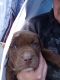 American Pit Bull Terrier Puppies for sale in Mansfield, TX, USA. price: NA