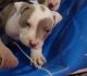 American Pit Bull Terrier Puppies for sale in Albuquerque, NM, USA. price: $350