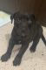 American Pit Bull Terrier Puppies for sale in 2901 W College St, Springfield, MO 65802, USA. price: NA