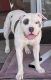 American Pit Bull Terrier Puppies for sale in Ilimano St, Kailua, HI 96734, USA. price: NA