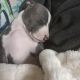 American Pit Bull Terrier Puppies for sale in Culver City, CA, USA. price: NA