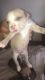 American Pit Bull Terrier Puppies for sale in New Iberia, LA, USA. price: $450