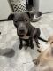 American Pit Bull Terrier Puppies for sale in Naugatuck, CT 06770, USA. price: NA